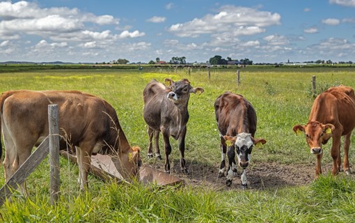koeien in de wei