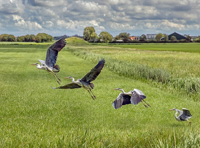 reigers natuur