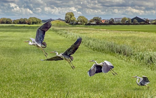 reigers natuur