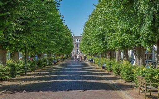 Colijnsplaat laan bomen fiets