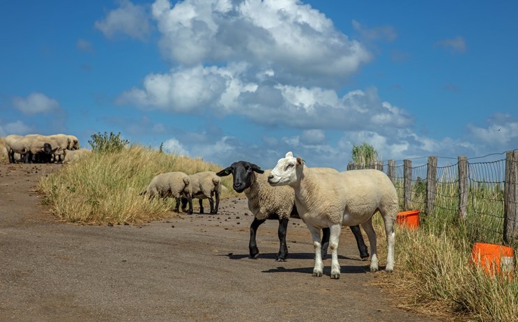 schapen dijk noord beveland