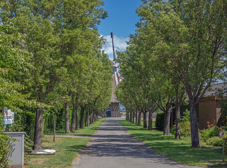 Wissenkerke straat laan bomen