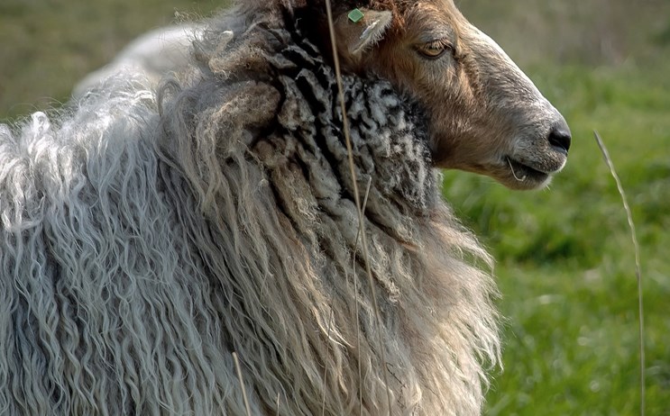Noord Beveland schaap