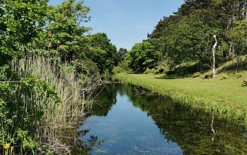 Oranjezon gras water natuur