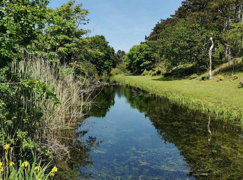 Oranjezon gras water natuur