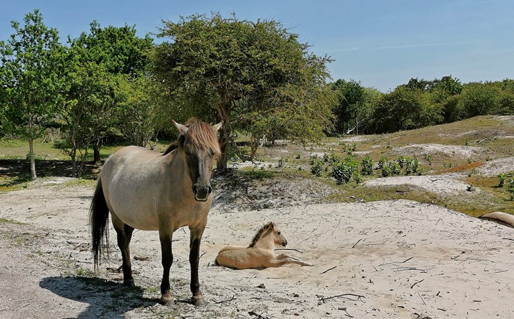 Oranjezon paard zand