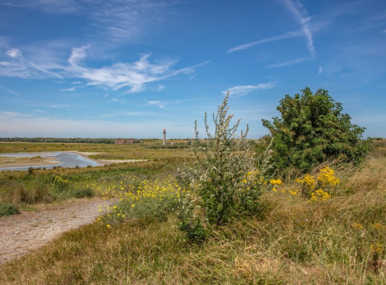 Hirsche beobachten in Zeeland, Braakman Nord und Süd