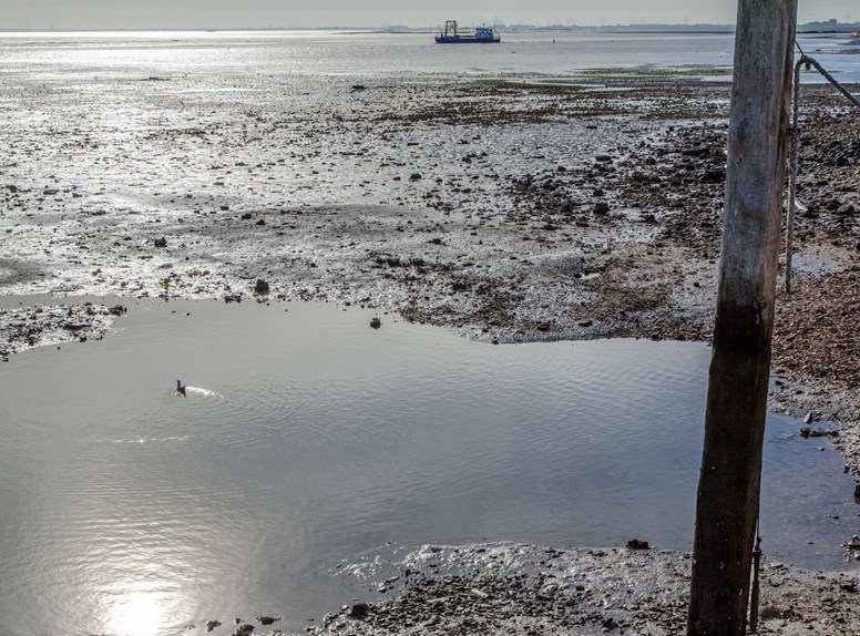 Laag water Oosterschelde Yerseke