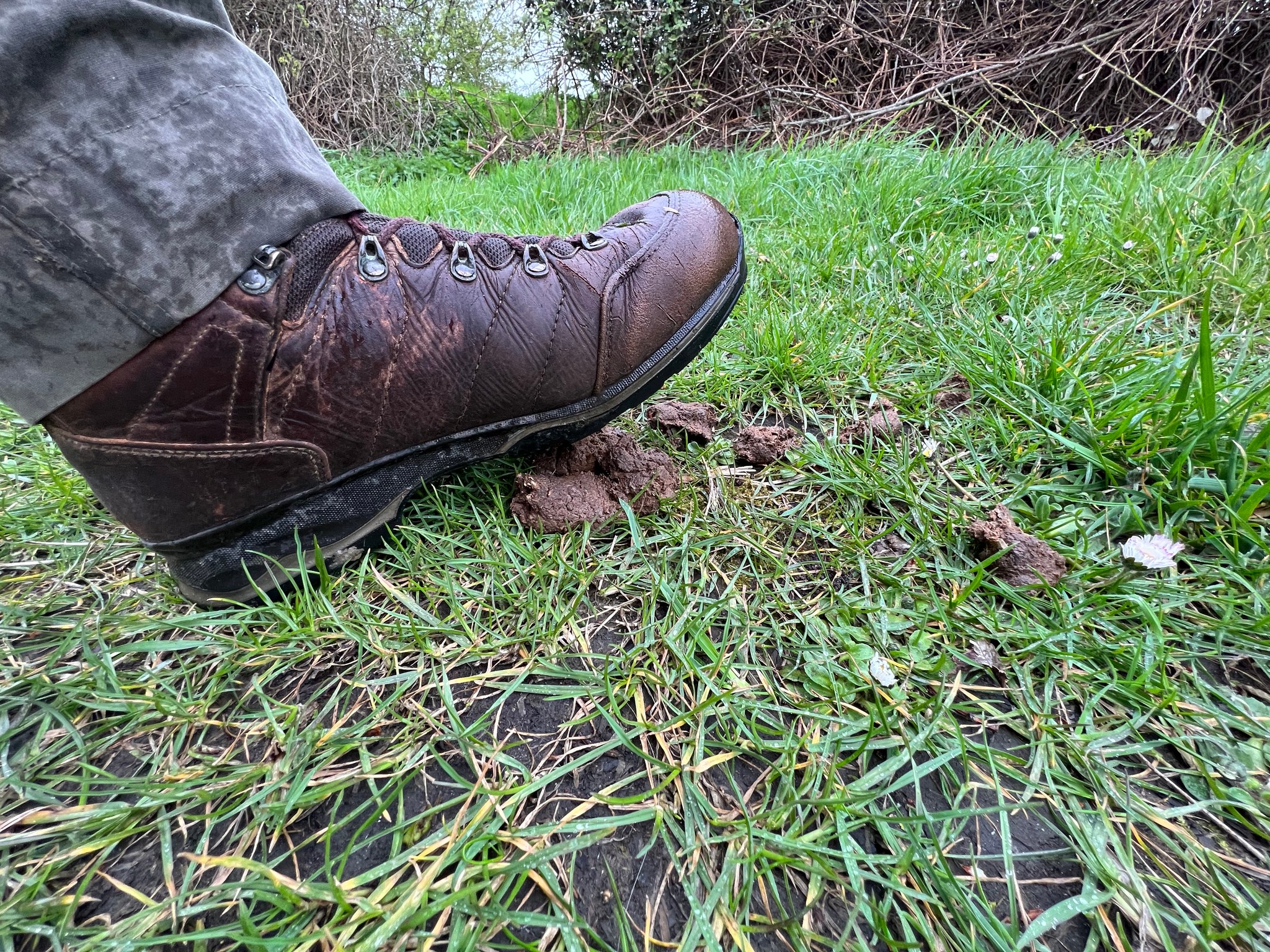 Hondendrol wandelschoen