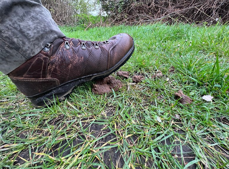 Hondendrol wandelschoen