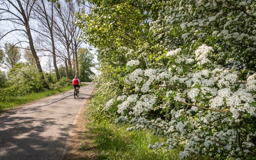 Bloemdijk