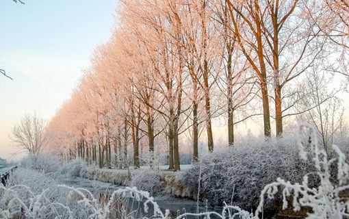 natuur winter