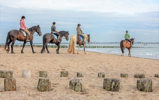 Paarden