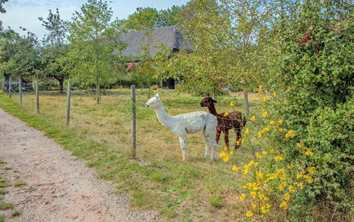 Alpaca's