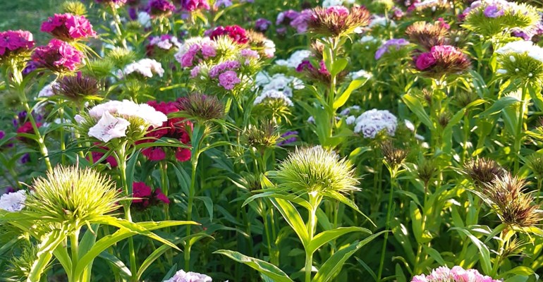 Tuinen en natuurparken in Zeeland. Lees hier meer over alle soorten tuinen die je kunt bezoeken zoals pluktuinen Zeeland of theetuinen Zeeland.