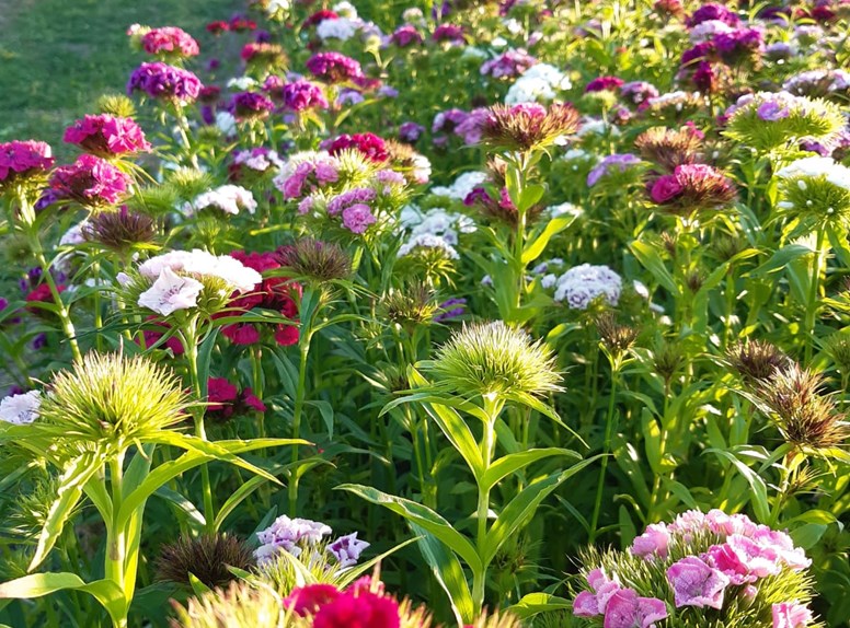 Tuinen en natuurparken in Zeeland. Lees hier meer over alle soorten tuinen die je kunt bezoeken zoals pluktuinen Zeeland of theetuinen Zeeland.