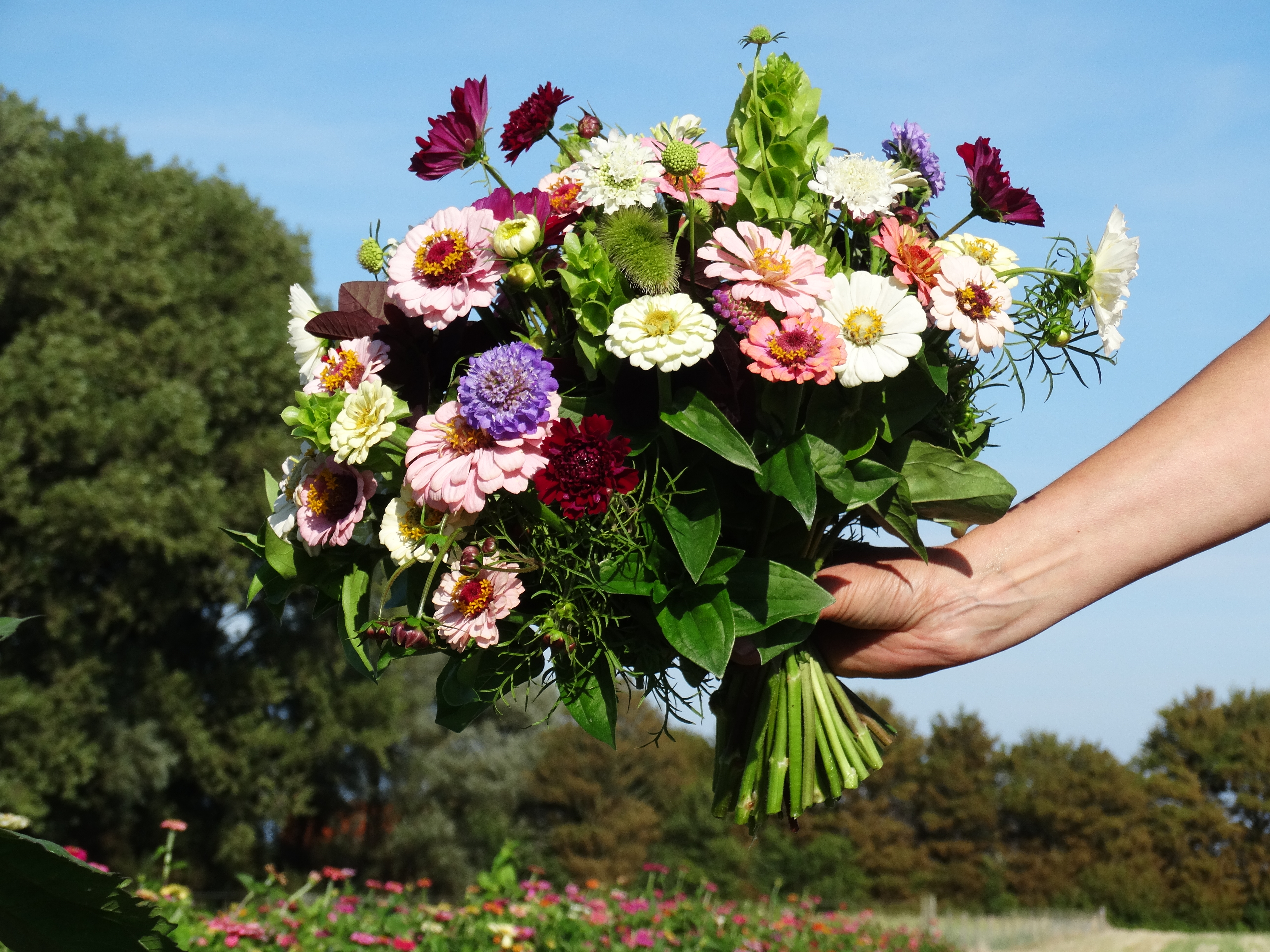 Pluktuin Sint-Anthonijshoek