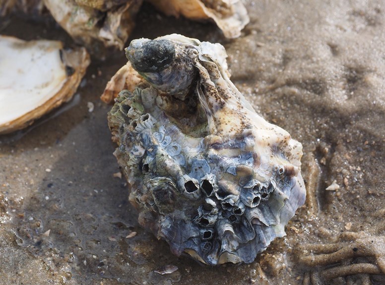 Japanse oester