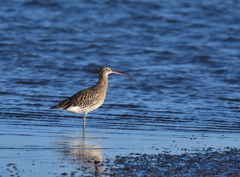 Zuidkust van Schouwen-Duiveland