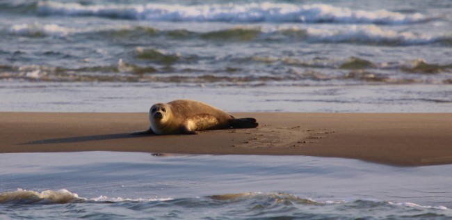 Zeehondje