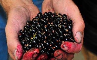 Zwarte bessen bij de fruitteelt Kapelle