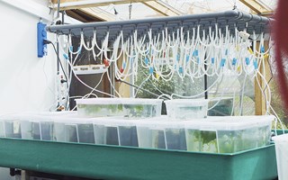 Vissen kweken op innovatieve wijze in een laboratorium