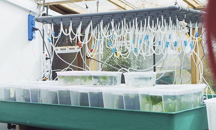 Vissen kweken op innovatieve wijze in een laboratorium