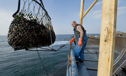 De oesterkwekerij in Yerseke is een van de innovatieve bedrijven binnen de Zeeuwse Topsectoren