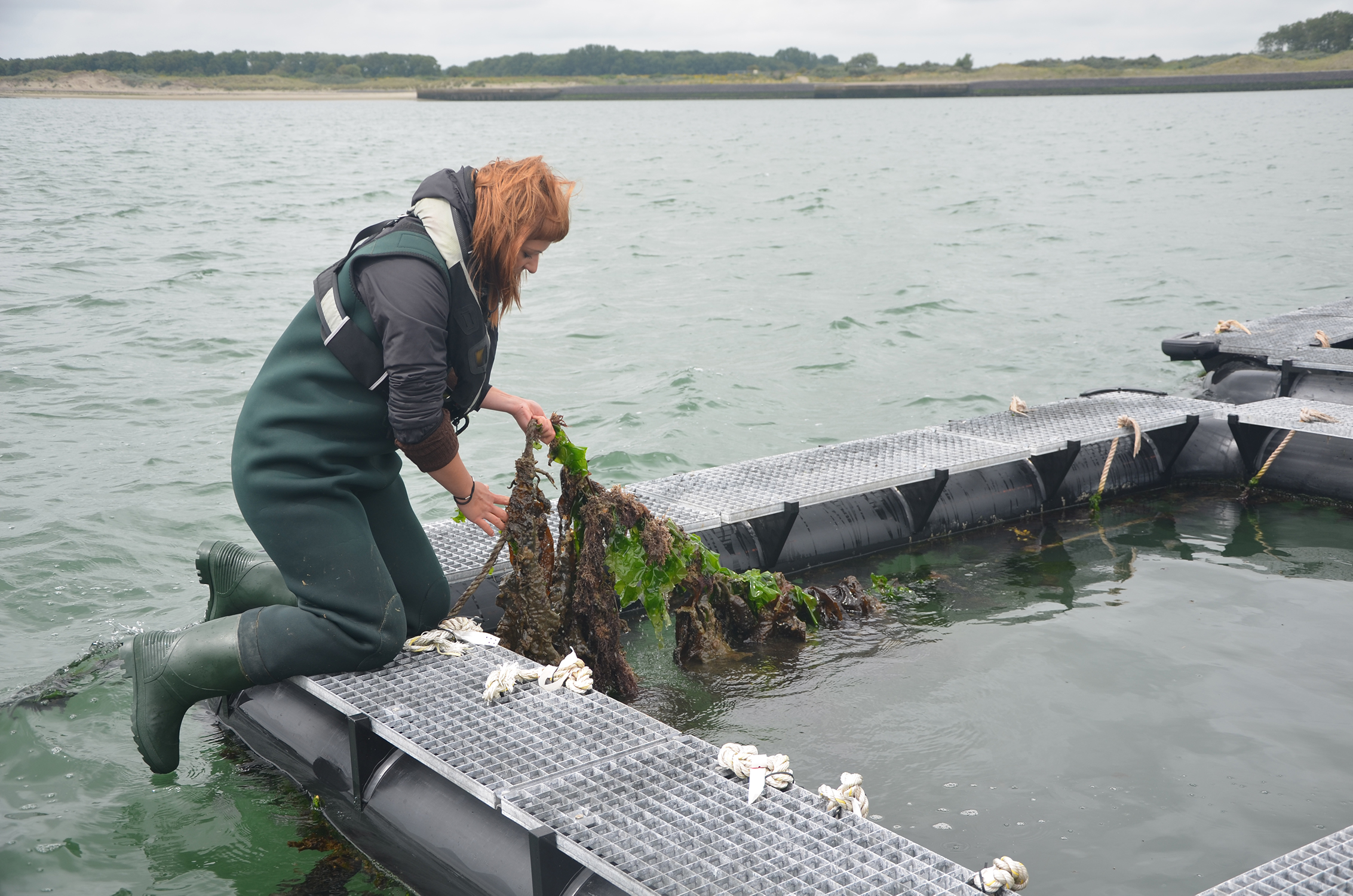 Zeewier onderzoek en zeewier kweken bij de Zeewierderij