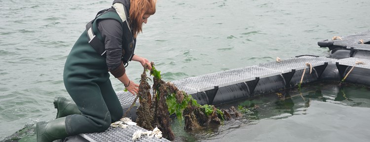 Zeewier onderzoek en zeewier kweken bij de Zeewierderij