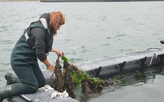 Pionieren in Zeeland met zeewier