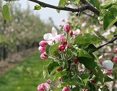 Fruitboomgaarde, deze en meer zie je tijdens deze wandeling van de Fruitroute in Zeeland!