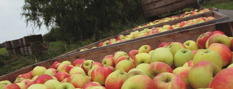 Appels Kapelle Fruitteelt