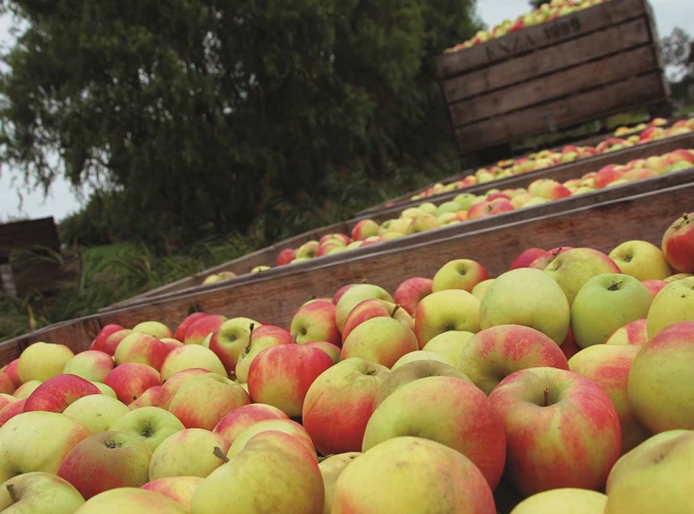 Appels Kapelle Fruitteelt