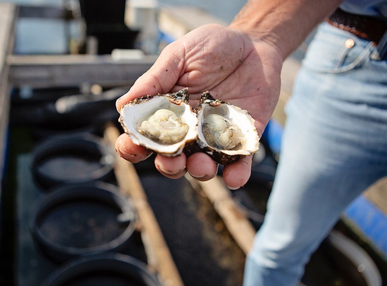 Oysters in the oyster port