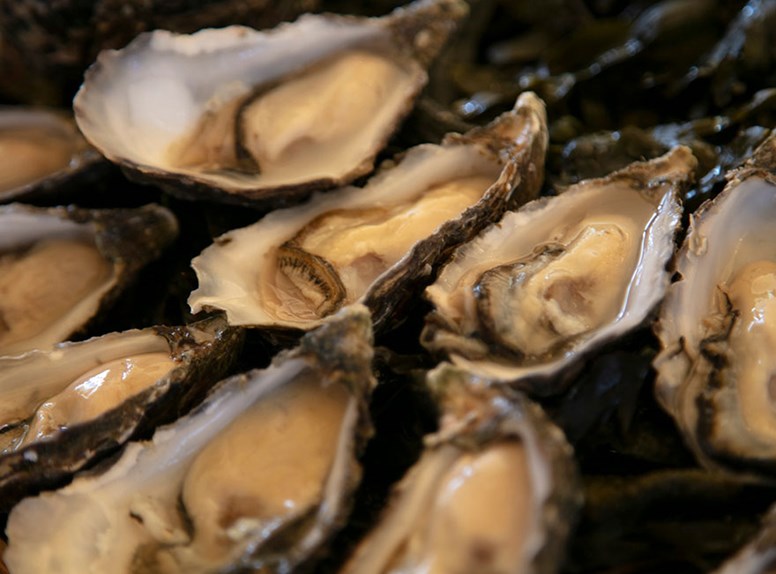 Oysters