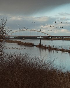 Tholensebrug over de Eendracht