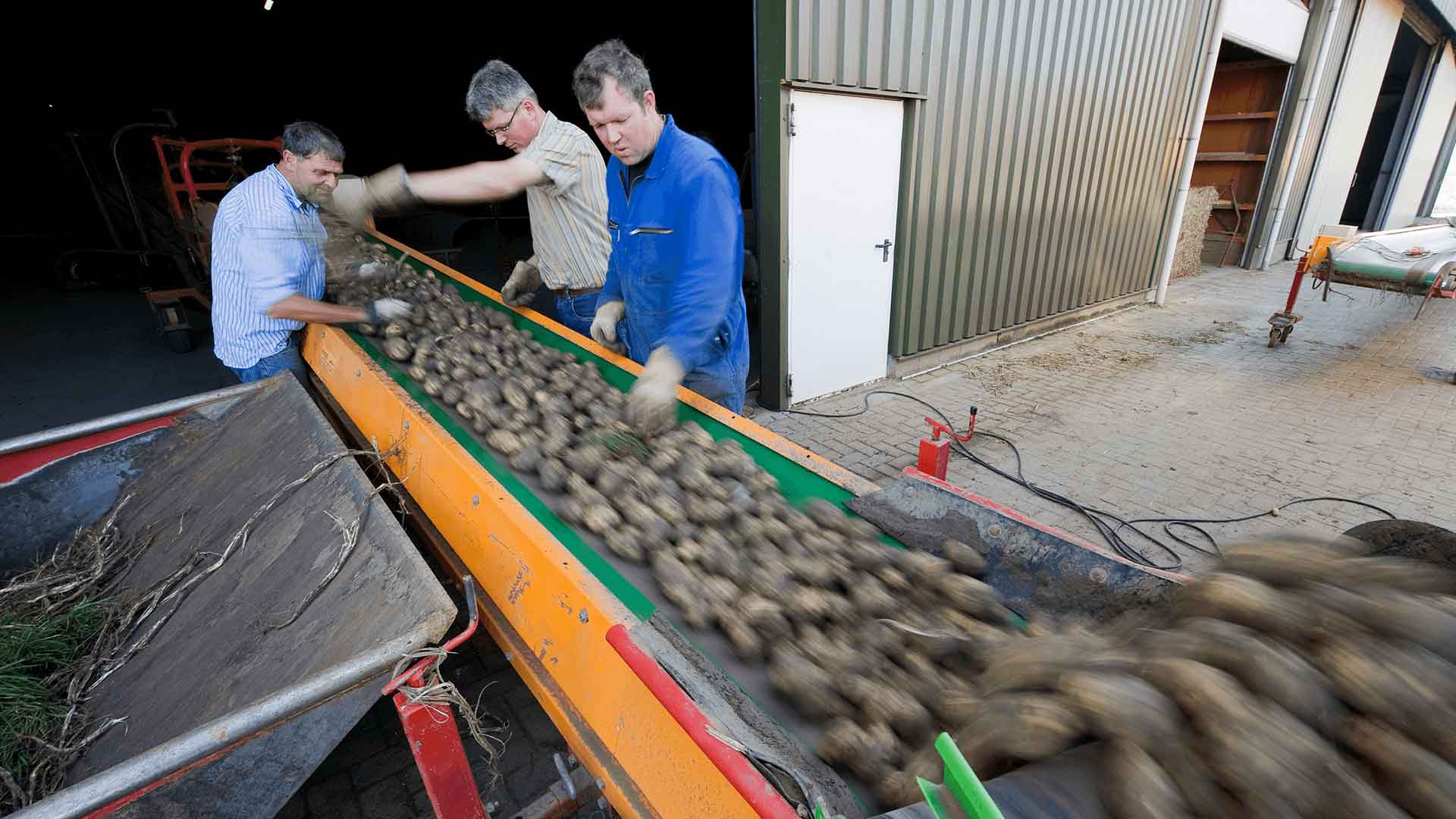 Aardappelen vers uit Tholen