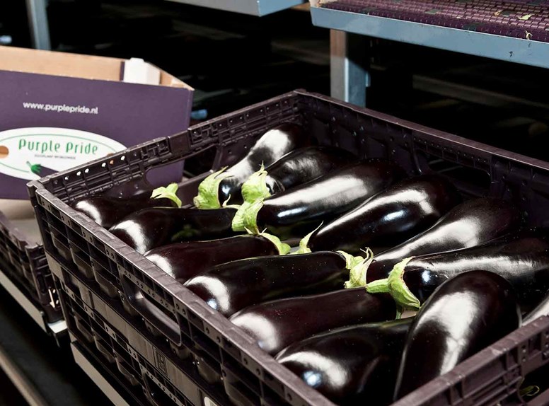 Zeeuwse Aubergines van het Biopark Terneuzen