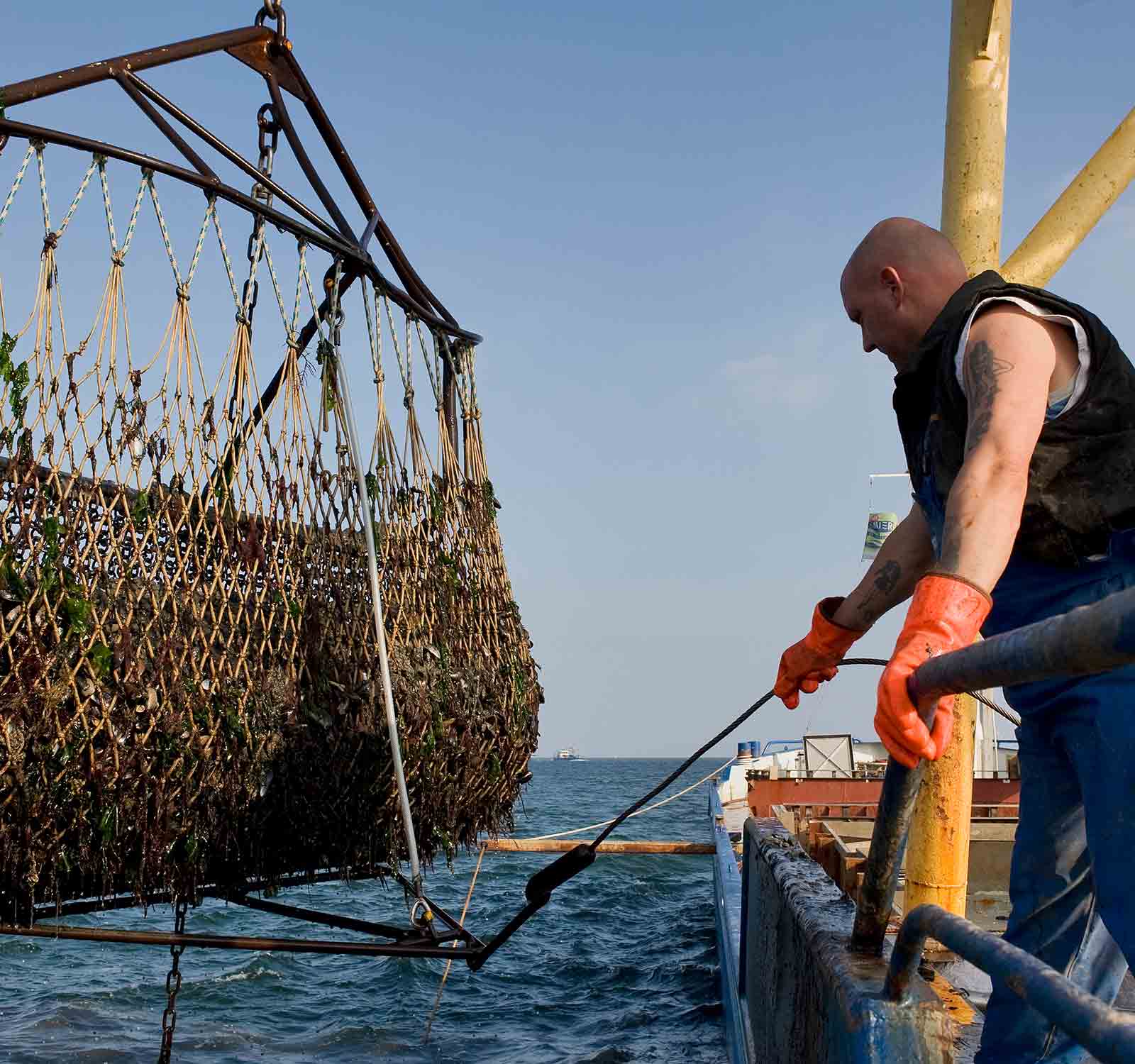 Mosselkotter die de vangst binnen haalt