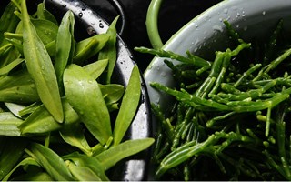 Versgeplukte zeekraal en lamsoor