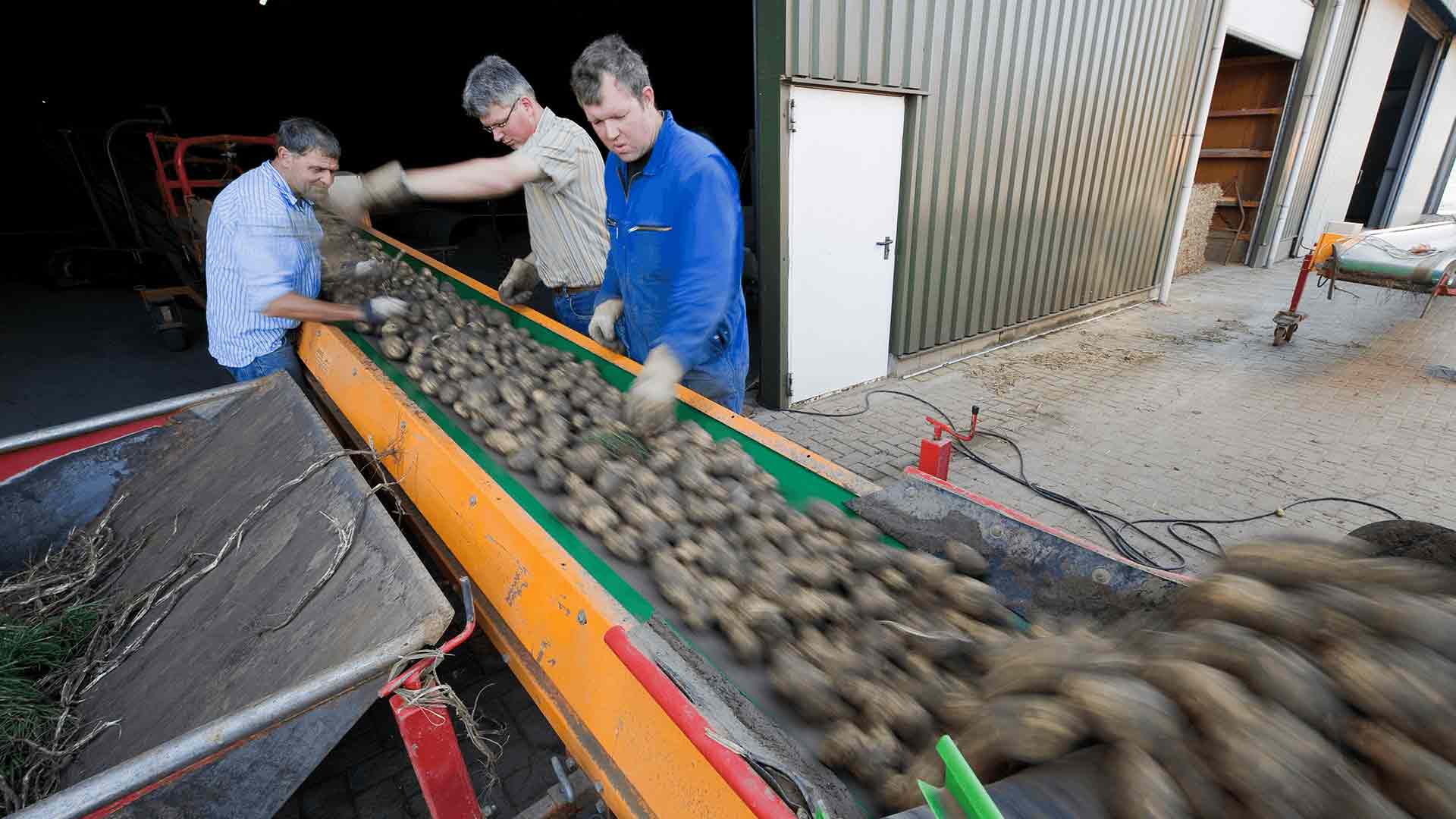 Veel Zeeuwse aardappelen op de loopband als resultaat van de agricultuur in Zeeland