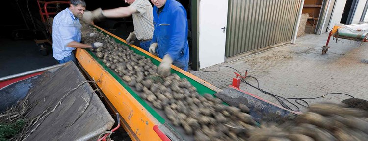 Veel Zeeuwse aardappelen op de loopband als resultaat van de agricultuur in Zeeland