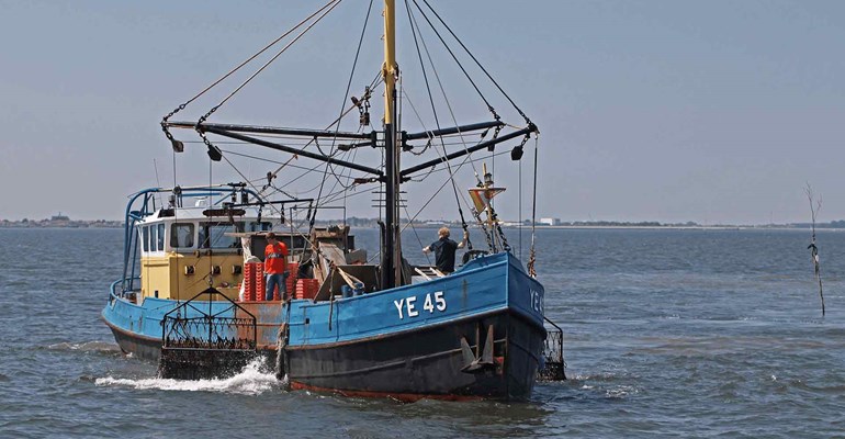 Oesters