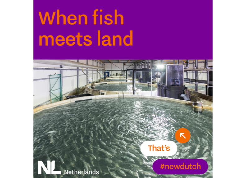 The Kingfish Company