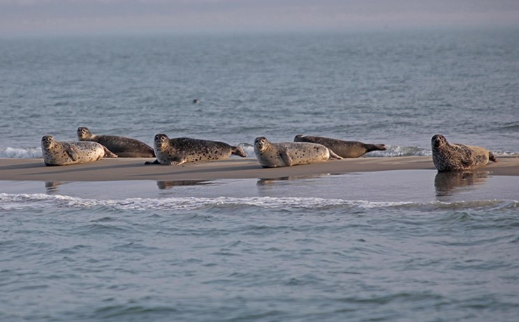 Zeehonden in Zeeland