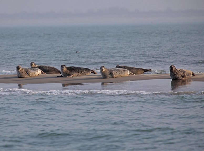 Zeehonden