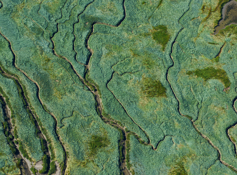Wandelen in het Verdronken Land van Saeftinghe