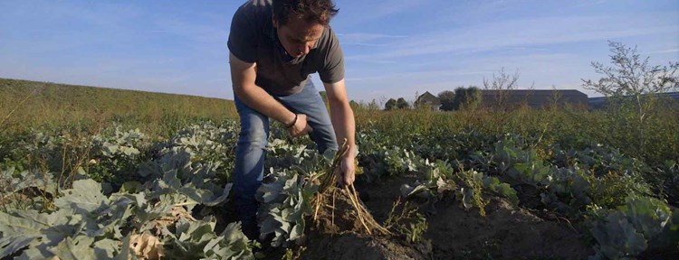 Pionieren met zilte teelten door Op De Mariahoeve en Saeftinghe Zilt