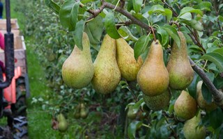 Perenpluk in Zeeland